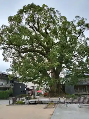 太宰府天満宮の自然