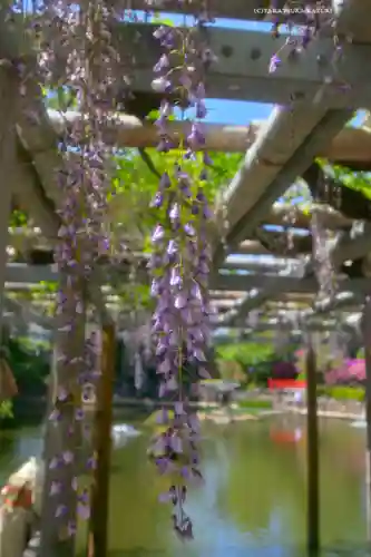 越ヶ谷久伊豆神社(埼玉県)