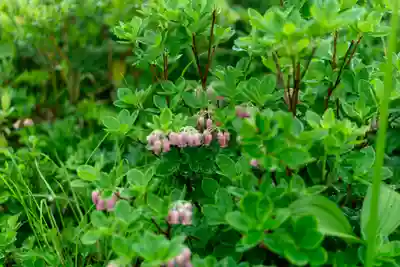 月山神社本宮の自然