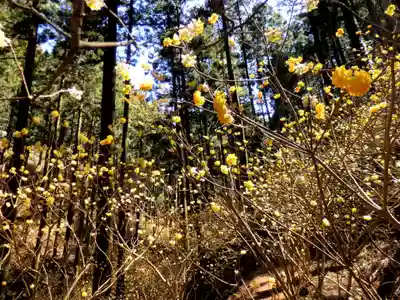 焼森山雷神神社の自然