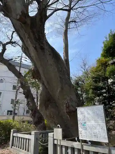青渭神社の自然