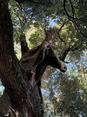 大杉神社の{uncategorized: "未分類", other: "その他", undefined: "問題あり", building: "その他建物", grave: "お墓", sacred_gate: "鳥居", guardian: "狛犬", statue: "像", buddha: "仏像", history: "歴史", nature: "自然", garden: "庭園", animal: "動物", pagoda: "塔", temizu: "手水舎", mountain_gate: "山門・神門", sanctuary: "本殿・本堂", subordinate: "末社・摂社", art: "芸術", scenery: "景色", jizo: "地蔵", ema: "絵馬", goshuin: "御朱印", omikuji: "おみくじ", items: "授与品その他", amulet: "お守り", goshuincho: "御朱印帳", eats: "食事", festival: "お祭り", votive_dance: "神楽", shichigosan: "七五三参", wedding: "結婚式", experience: "体験その他", initially: "初詣", around: "周辺", anti_infection: "感染症対策"}