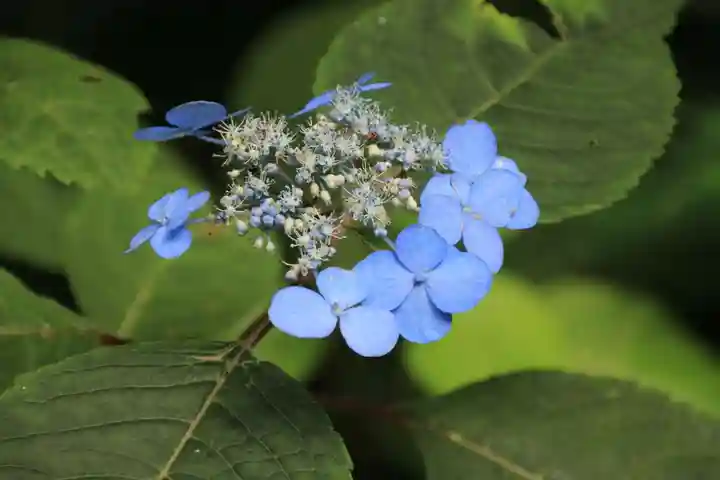 隠津島神社の自然