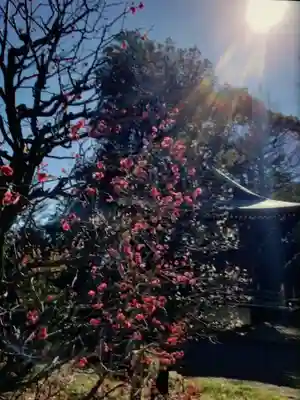 布多天神社(東京都)