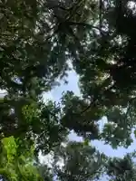 熊野神社の自然