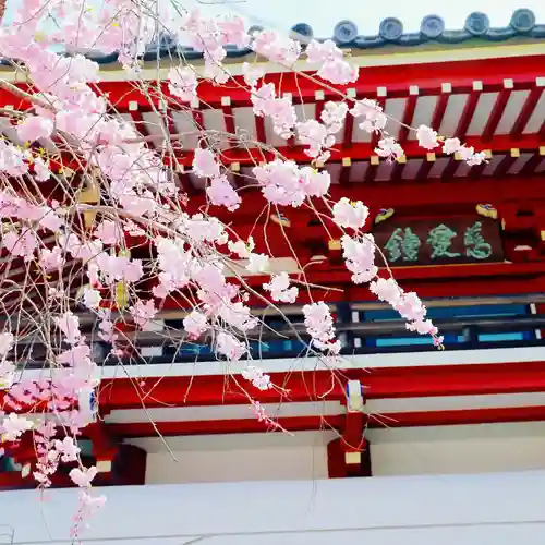 温泉山 安楽寺(四国霊場第六番札所)の自然