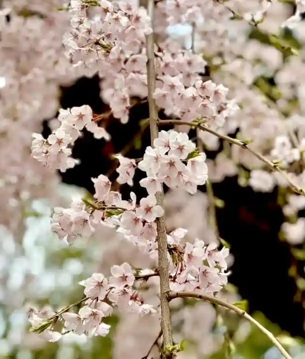 榴岡天満宮の{uncategorized: "未分類", other: "その他", undefined: "問題あり", building: "その他建物", grave: "お墓", sacred_gate: "鳥居", guardian: "狛犬", statue: "像", buddha: "仏像", history: "歴史", nature: "自然", garden: "庭園", animal: "動物", pagoda: "塔", temizu: "手水舎", mountain_gate: "山門・神門", sanctuary: "本殿・本堂", subordinate: "末社・摂社", art: "芸術", scenery: "景色", jizo: "地蔵", ema: "絵馬", goshuin: "御朱印", omikuji: "おみくじ", items: "授与品その他", amulet: "お守り", goshuincho: "御朱印帳", eats: "食事", festival: "お祭り", votive_dance: "神楽", shichigosan: "七五三参", wedding: "結婚式", experience: "体験その他", initially: "初詣", around: "周辺", anti_infection: "感染症対策"}