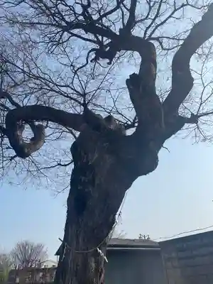 新家天満宮(大阪府)