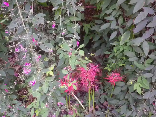浄光明寺の自然