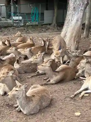 春日大社(奈良県)