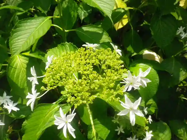 御霊神社の自然