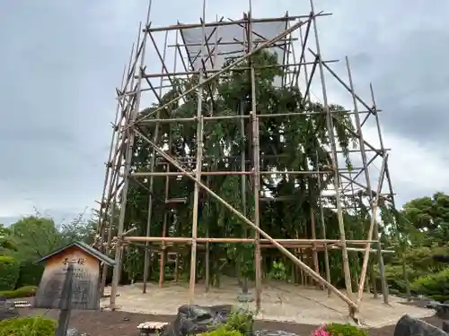 東寺（教王護国寺）(京都府)
