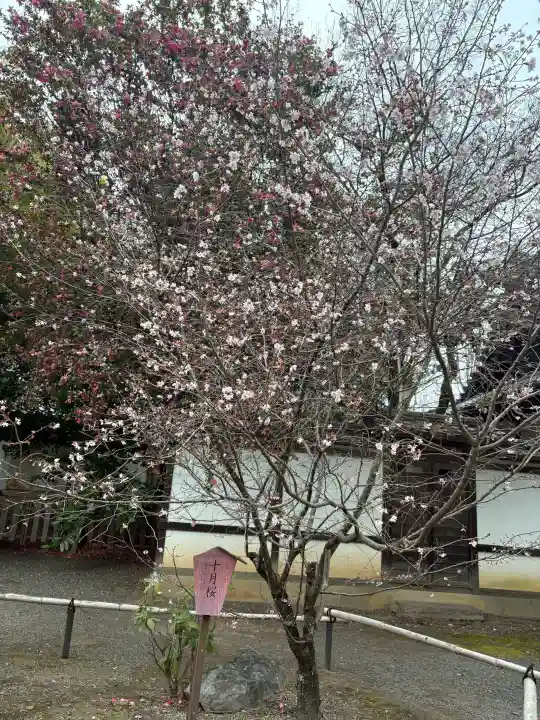 平野神社の{uncategorized: "未分類", other: "その他", undefined: "問題あり", building: "その他建物", grave: "お墓", sacred_gate: "鳥居", guardian: "狛犬", statue: "像", buddha: "仏像", history: "歴史", nature: "自然", garden: "庭園", animal: "動物", pagoda: "塔", temizu: "手水舎", mountain_gate: "山門・神門", sanctuary: "本殿・本堂", subordinate: "末社・摂社", art: "芸術", scenery: "景色", jizo: "地蔵", ema: "絵馬", goshuin: "御朱印", omikuji: "おみくじ", items: "授与品その他", amulet: "お守り", goshuincho: "御朱印帳", eats: "食事", festival: "お祭り", votive_dance: "神楽", shichigosan: "七五三参", wedding: "結婚式", experience: "体験その他", initially: "初詣", around: "周辺", anti_infection: "感染症対策"}