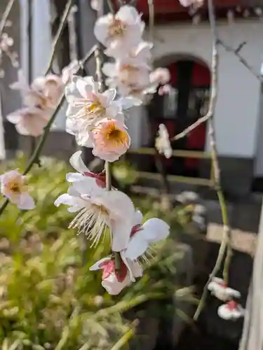 成願寺(東京都)