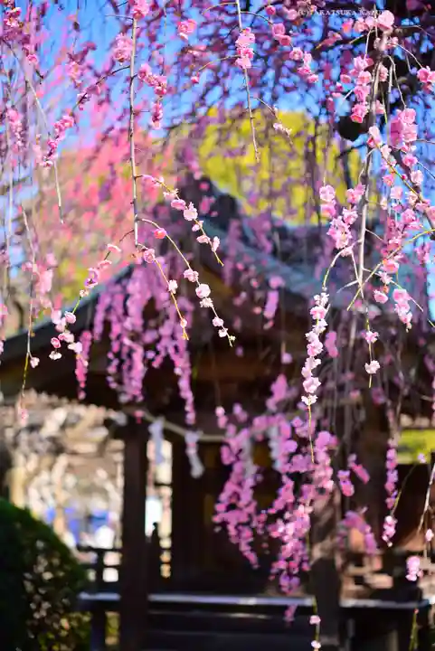 亀戸天神社(東京都)
