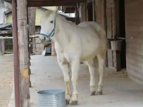 小室浅間神社の動物