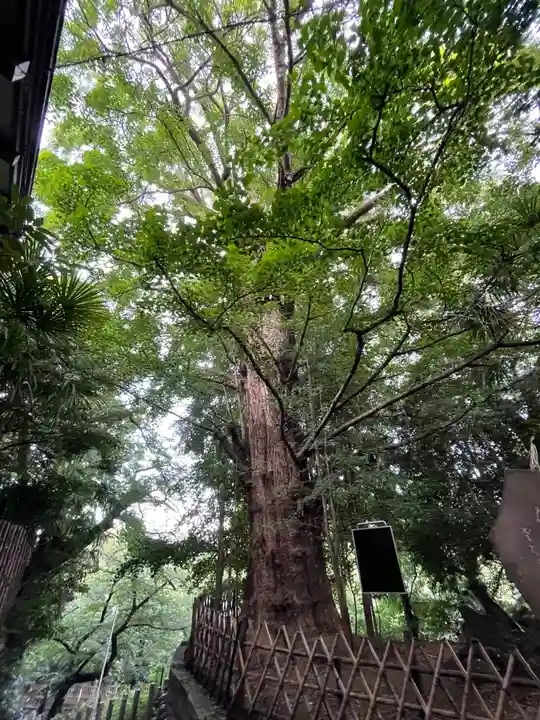 王子神社の自然
