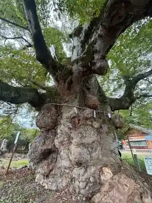 来光寺(滋賀県)