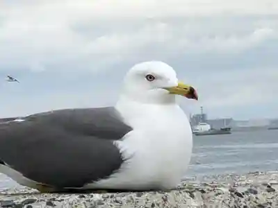 蕪嶋神社(青森県)