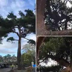 厚真神社の建物その他