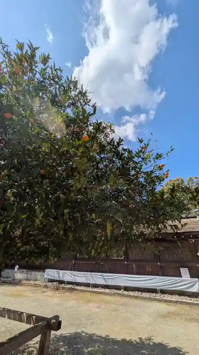 平野神社(京都府)