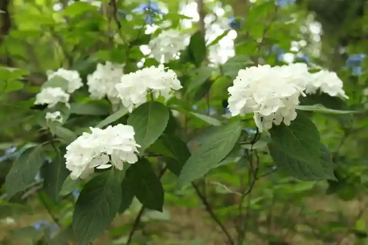 高幡不動尊 金剛寺(東京都)