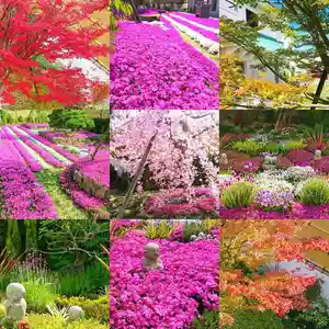 寿量山 速成寺の自然(2020年12月19日(土) 12時45分24秒投稿)