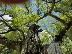 大山祇神社(愛媛県)