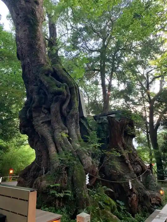 來宮神社の自然