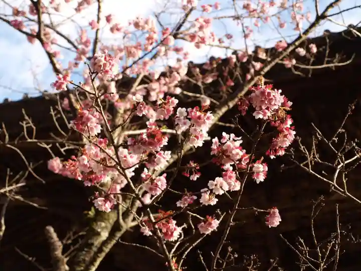 楽法寺(雨引観音)の自然