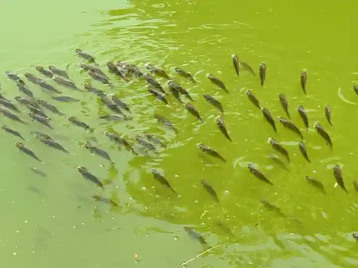 武蔵一宮氷川神社(埼玉県)