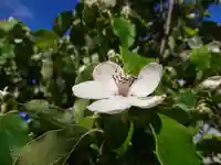 極楽山 浄土寺の自然