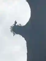 霧島神宮の自然