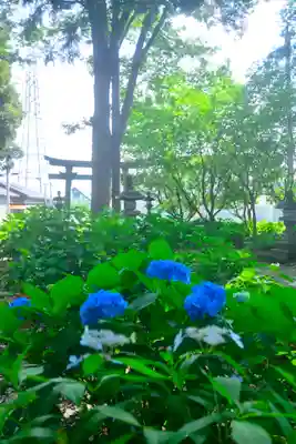 指扇氷川神社(埼玉県)
