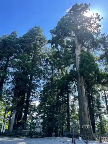 戸隠神社中社の自然