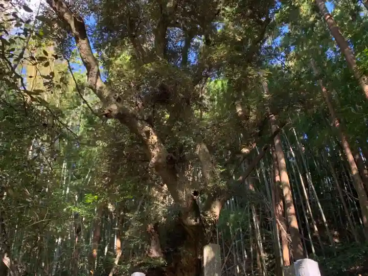 阿弥陀寺の自然