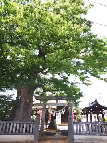 三ツ木神社(埼玉県)