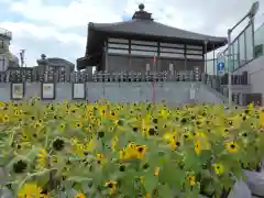 成田山　薬師堂（旧本堂）(千葉県)