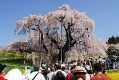 瀧桜神明宮の自然