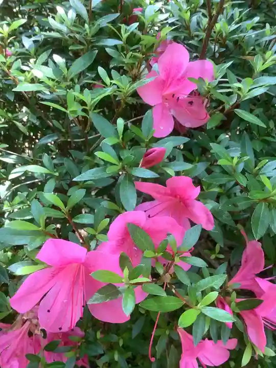 牟禮山観音禅寺の自然