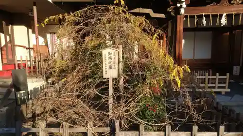 西院春日神社の自然