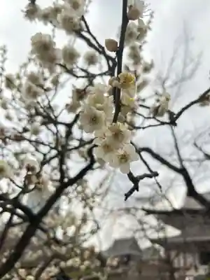 増上寺(東京都)