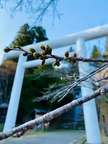 土津神社｜こどもと出世の神さまの鳥居