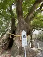 大麻比古神社(徳島県)