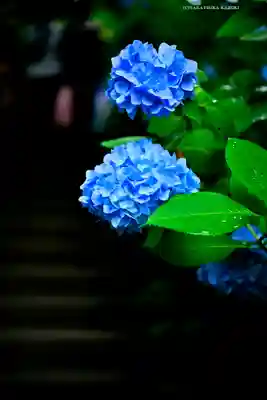 明月院(神奈川県)