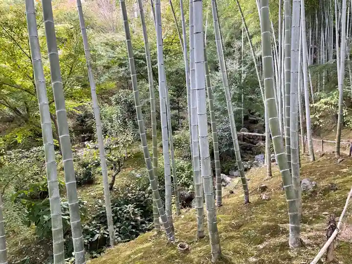 常寂光寺の自然