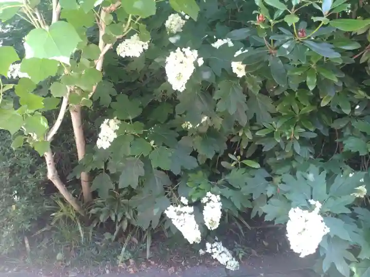 阿佐ヶ谷神明宮の自然