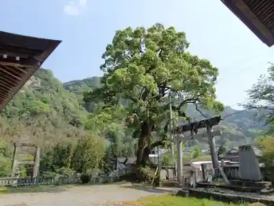 白人神社の自然