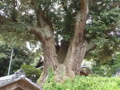 伊伎神社の自然