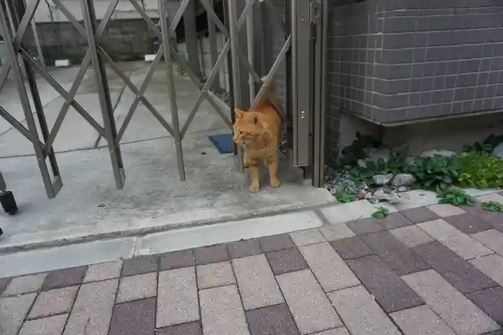 当代島稲荷神社の動物